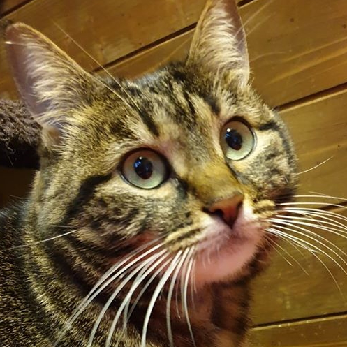 CLEO CLEO