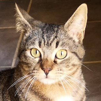 FIGARO FIGARO