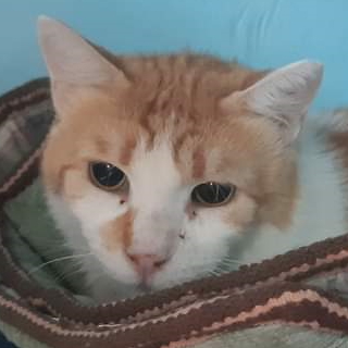MICIO MICIO