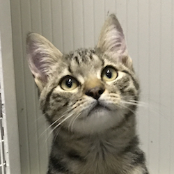 LEO