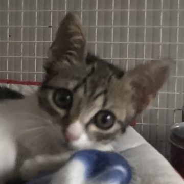 Milù Milù