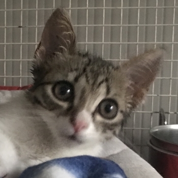 Milù Milù