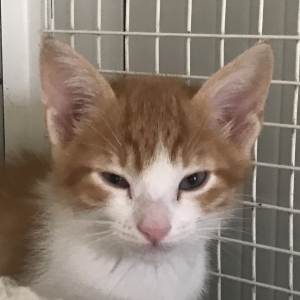 PABLO