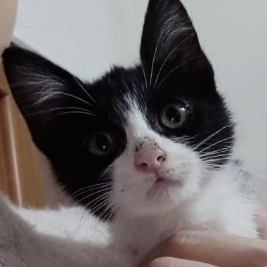 XENA XENA